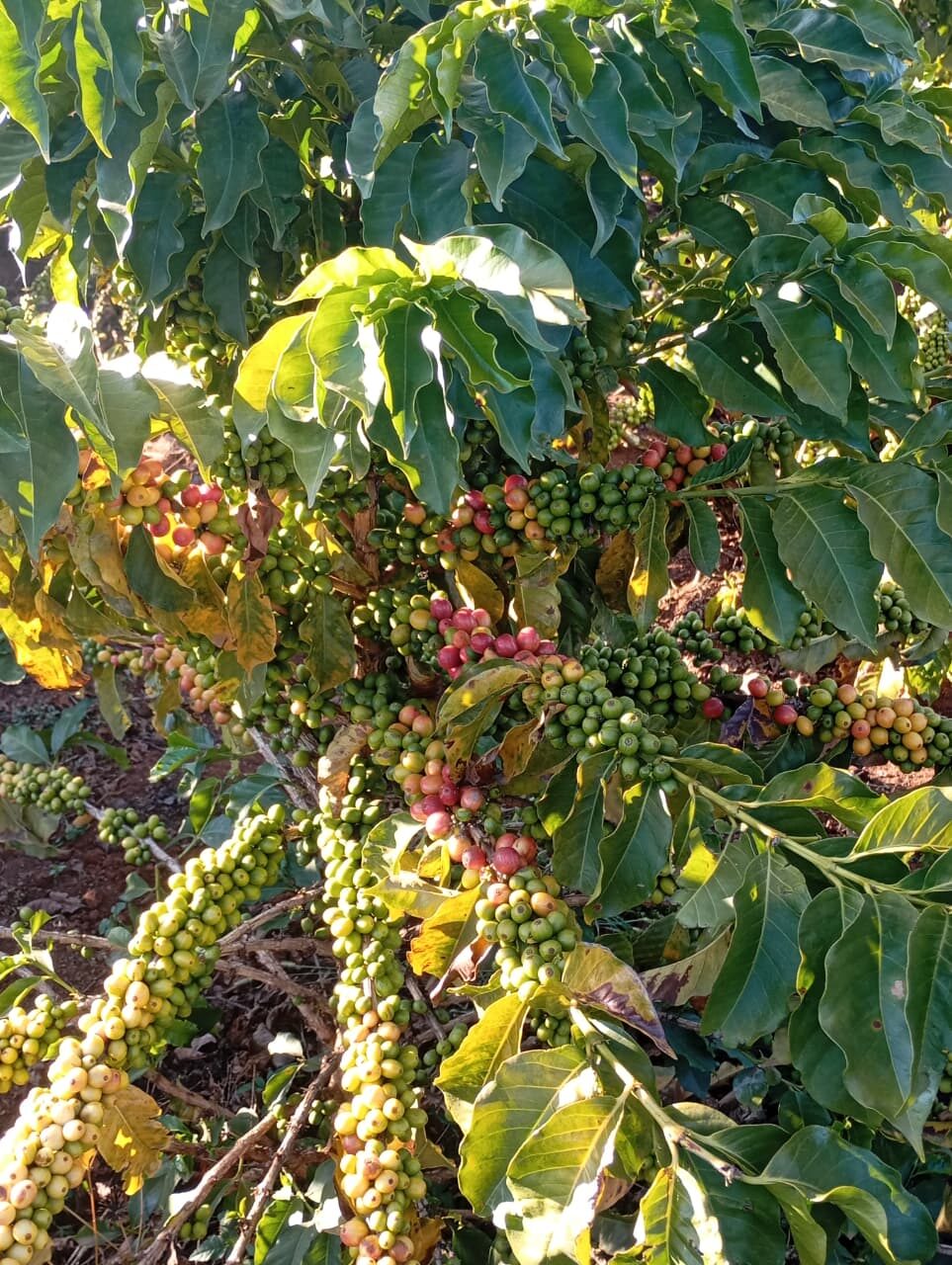 Coffee cherries, Subukia