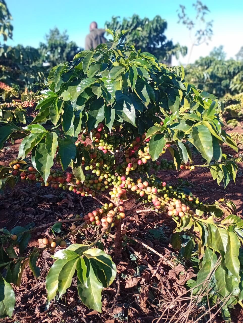 Jonathan Chomba working among coffee trees, Subukia