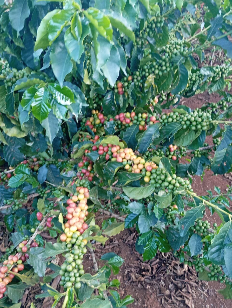 Close view of coffee cherries, Subukia