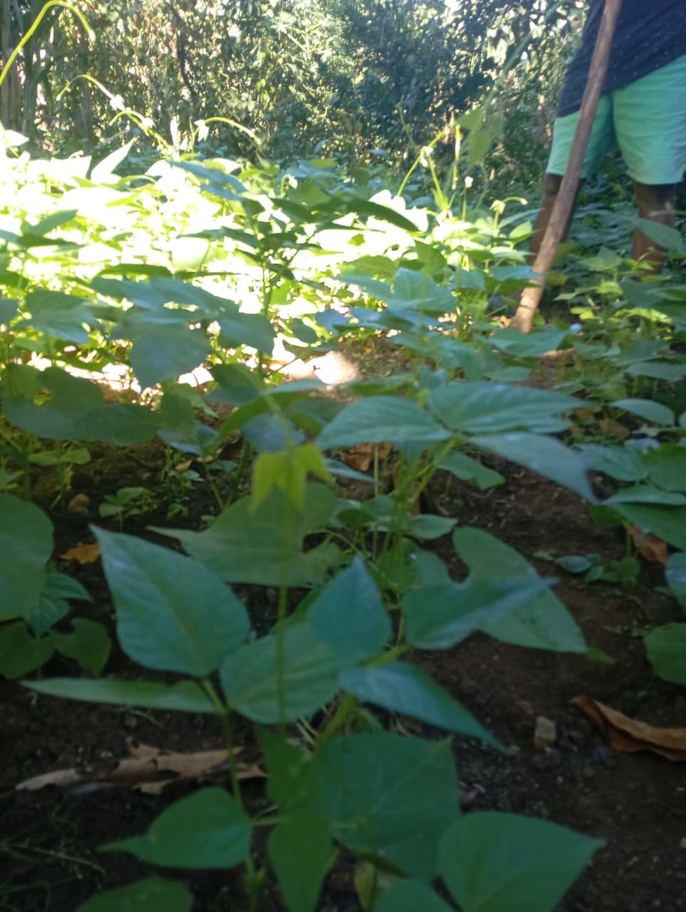 Wide view of a coffee plot, Subukia