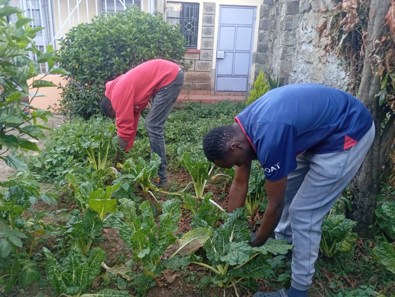 Harvesting spinach, Subukia