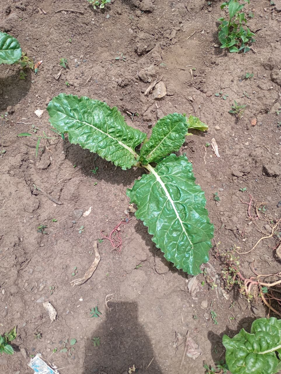 A young spinach seedling, Subukia