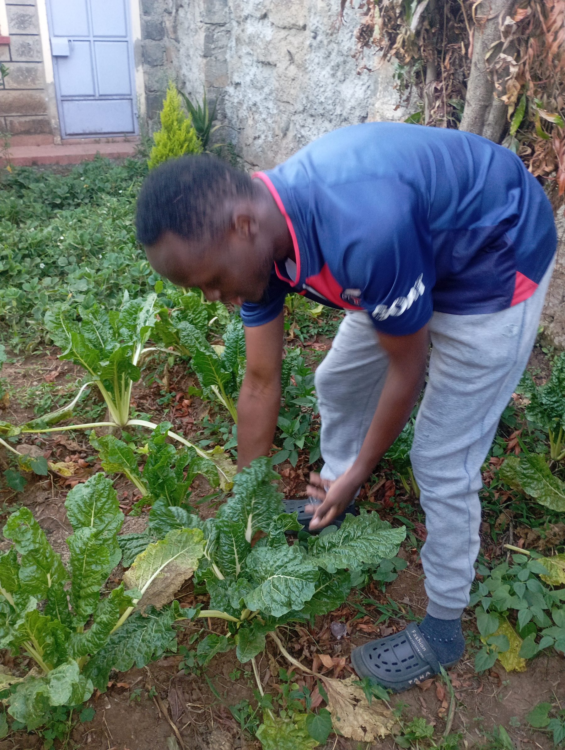 Spinach harvest on Eric Githinji's plot, Subukia