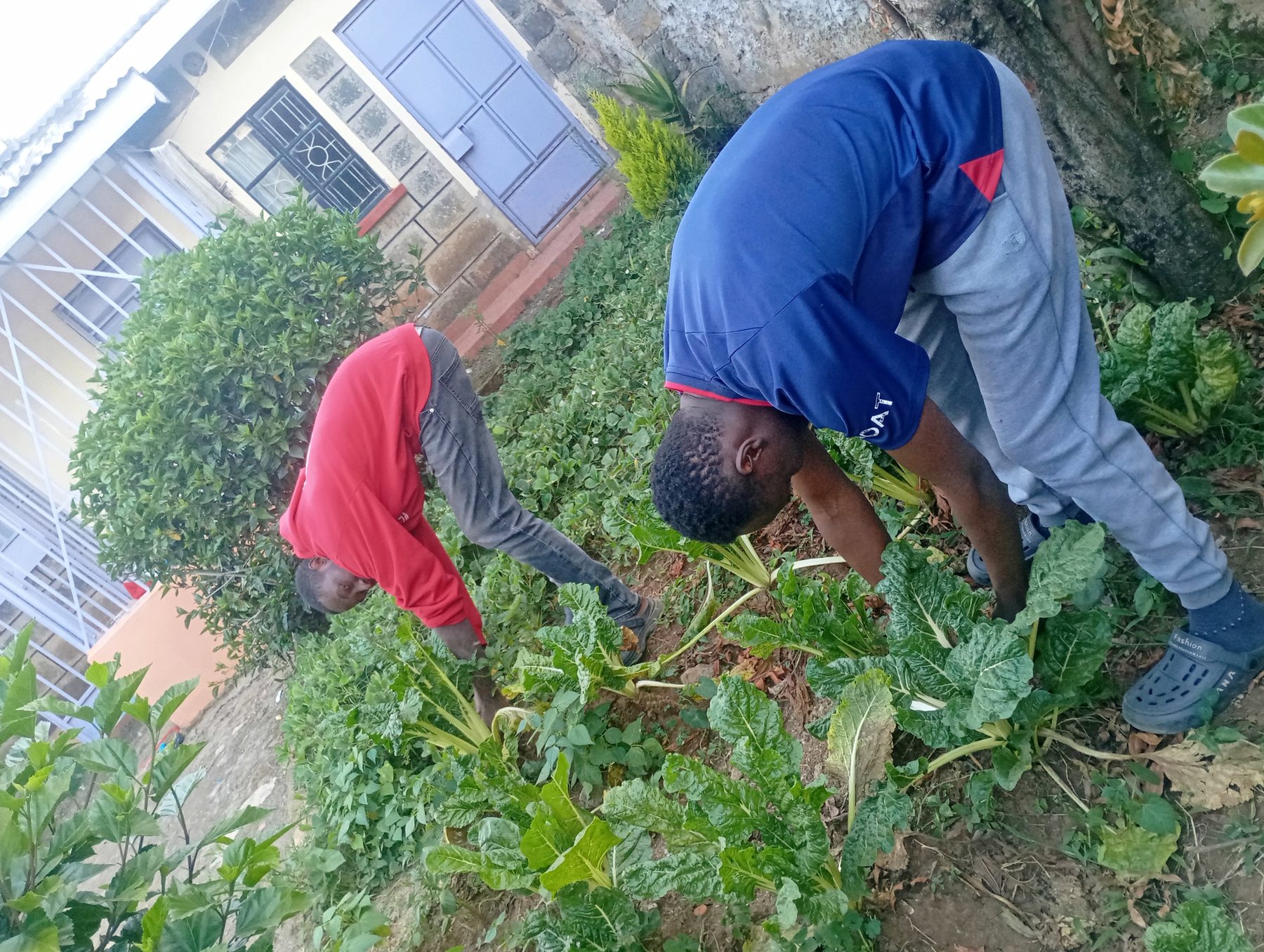 Spinach harvest on Eric Githinji's plot, Subukia