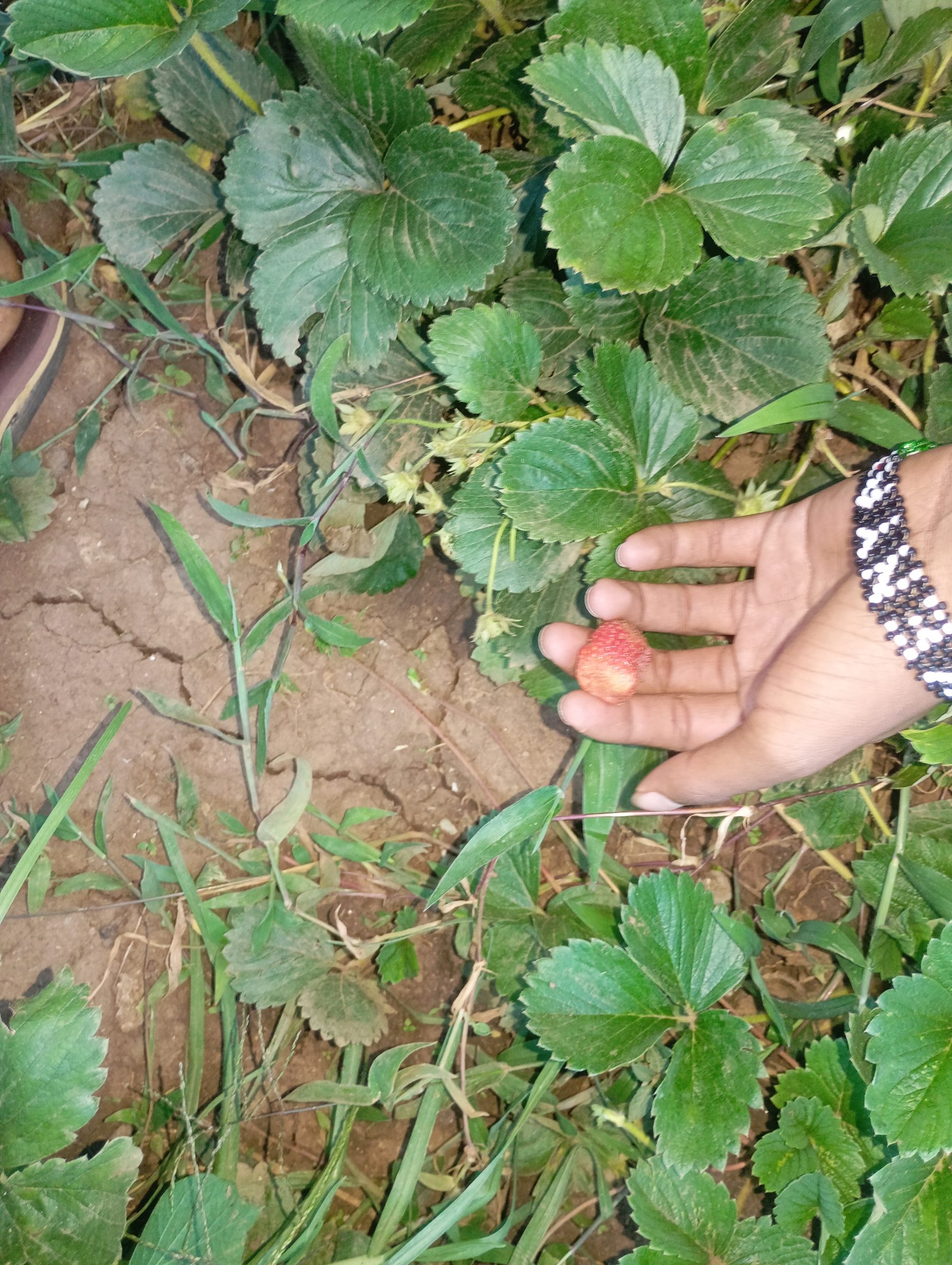 Hand picking a strawberry on Eric Githinji's plot, Subukia