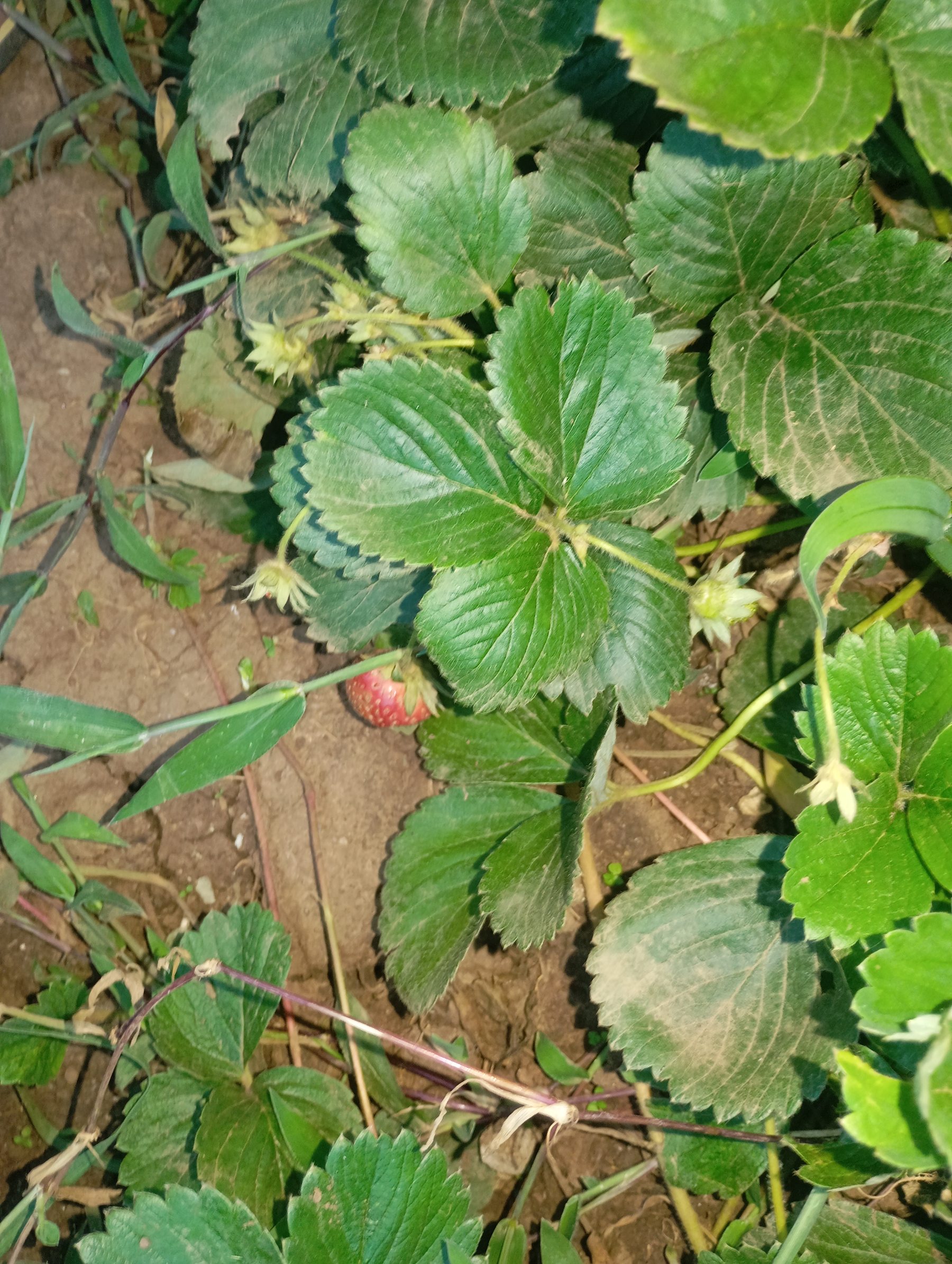 Strawberry plant on Eric Githinji's plot, Subukia