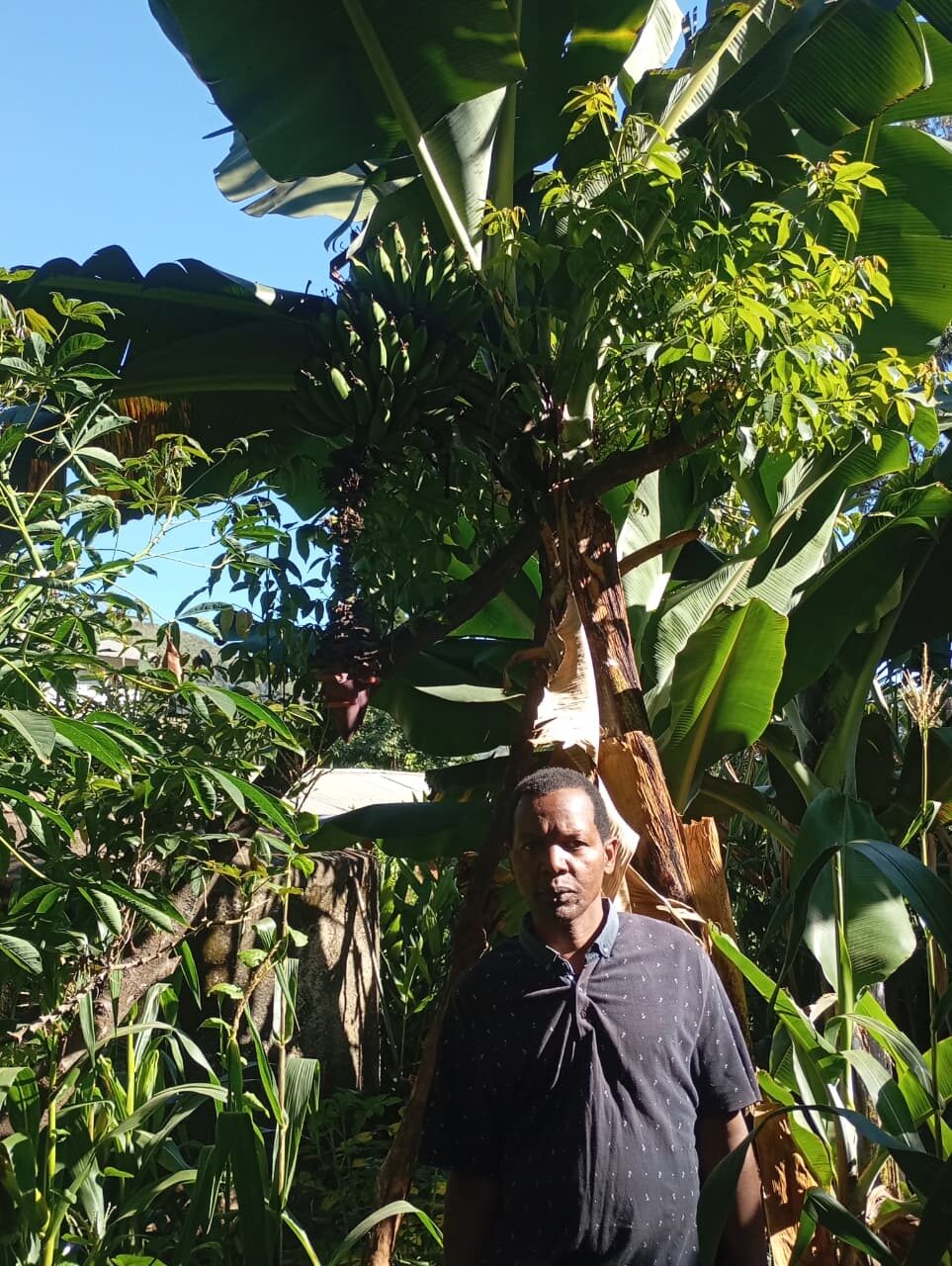 John Maina beneath his banana tree, Subukia