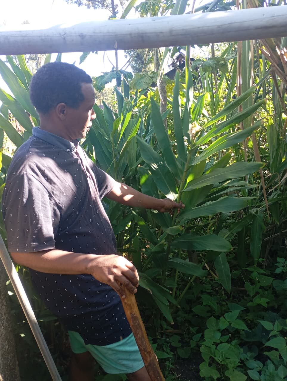 John Maina examining his ginger crop, Subukia