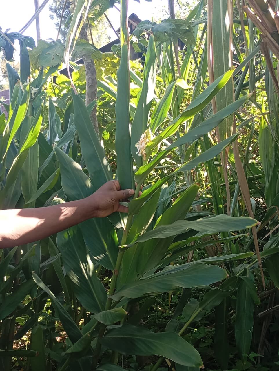 Ginger growing on John Maina's plot, Subukia