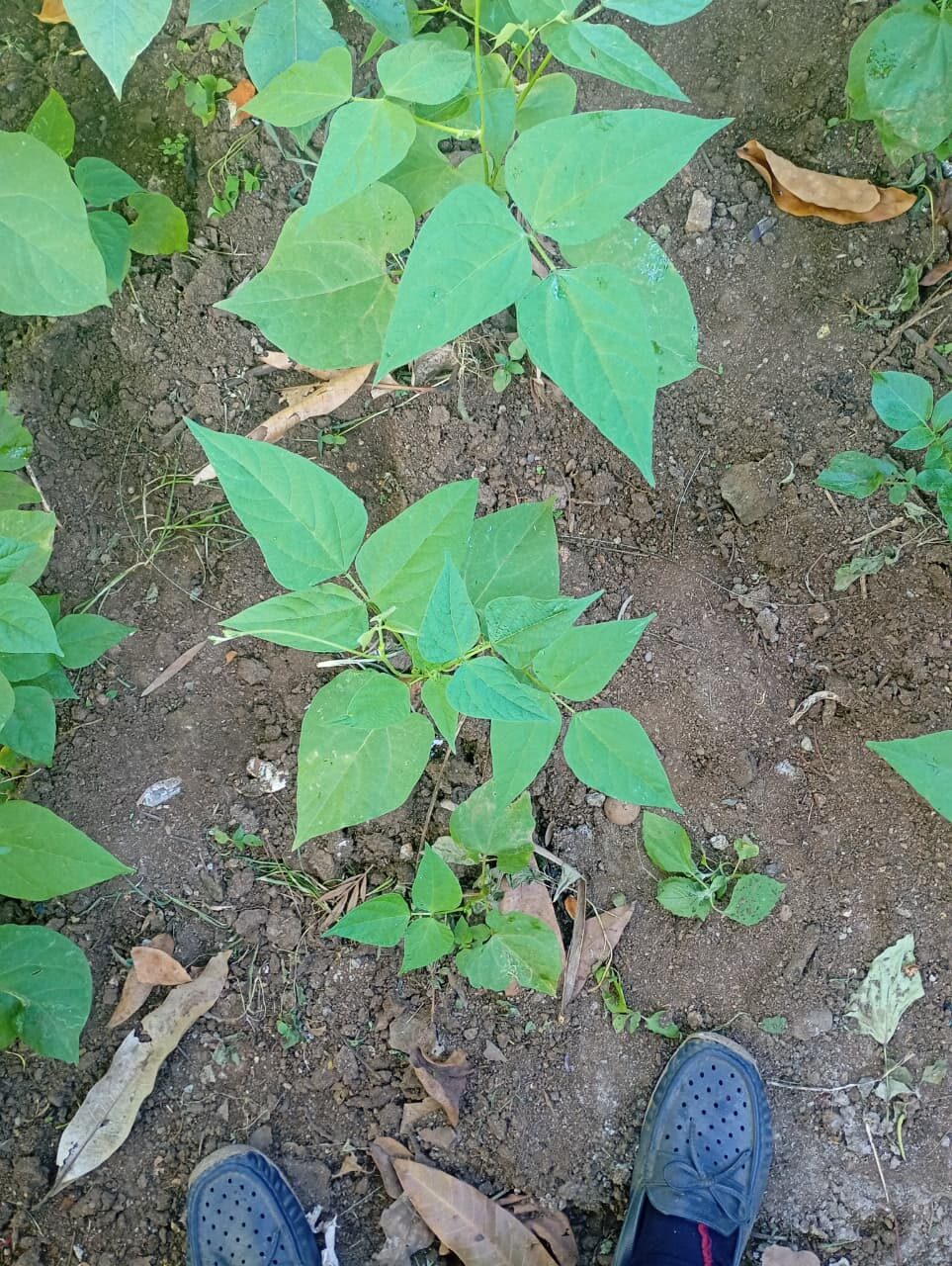 Intercropped seedlings, Subukia