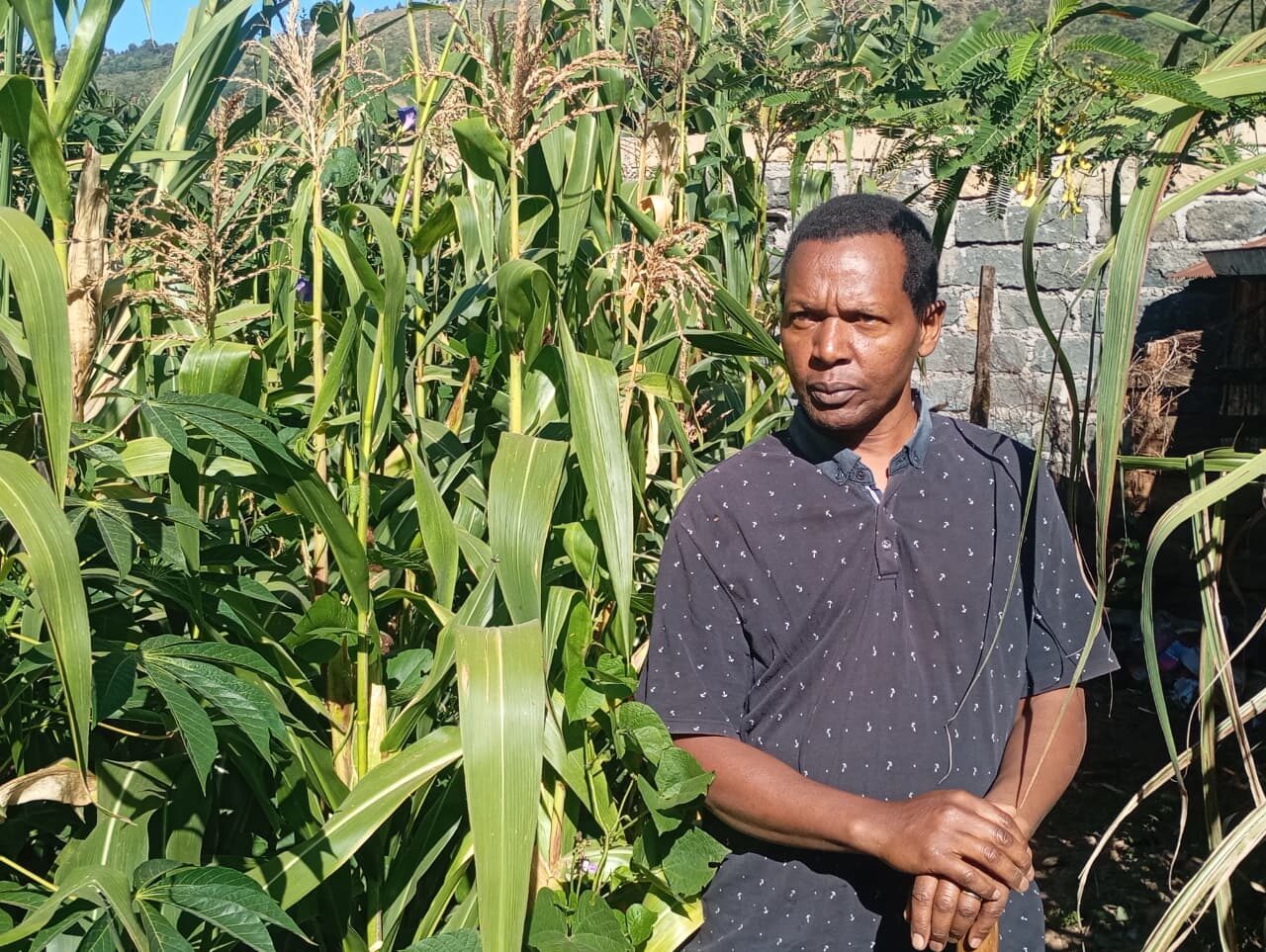 A farmer standing among his maize crop, Subukia